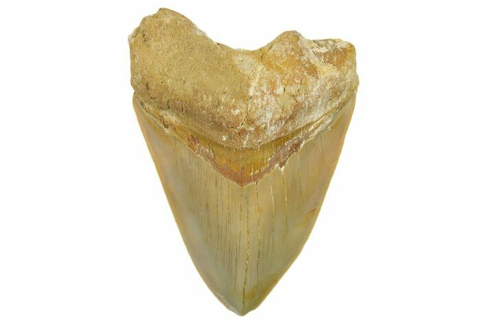 Serrated, Fossil Megalodon Tooth From Morocco - Rare Location #384263